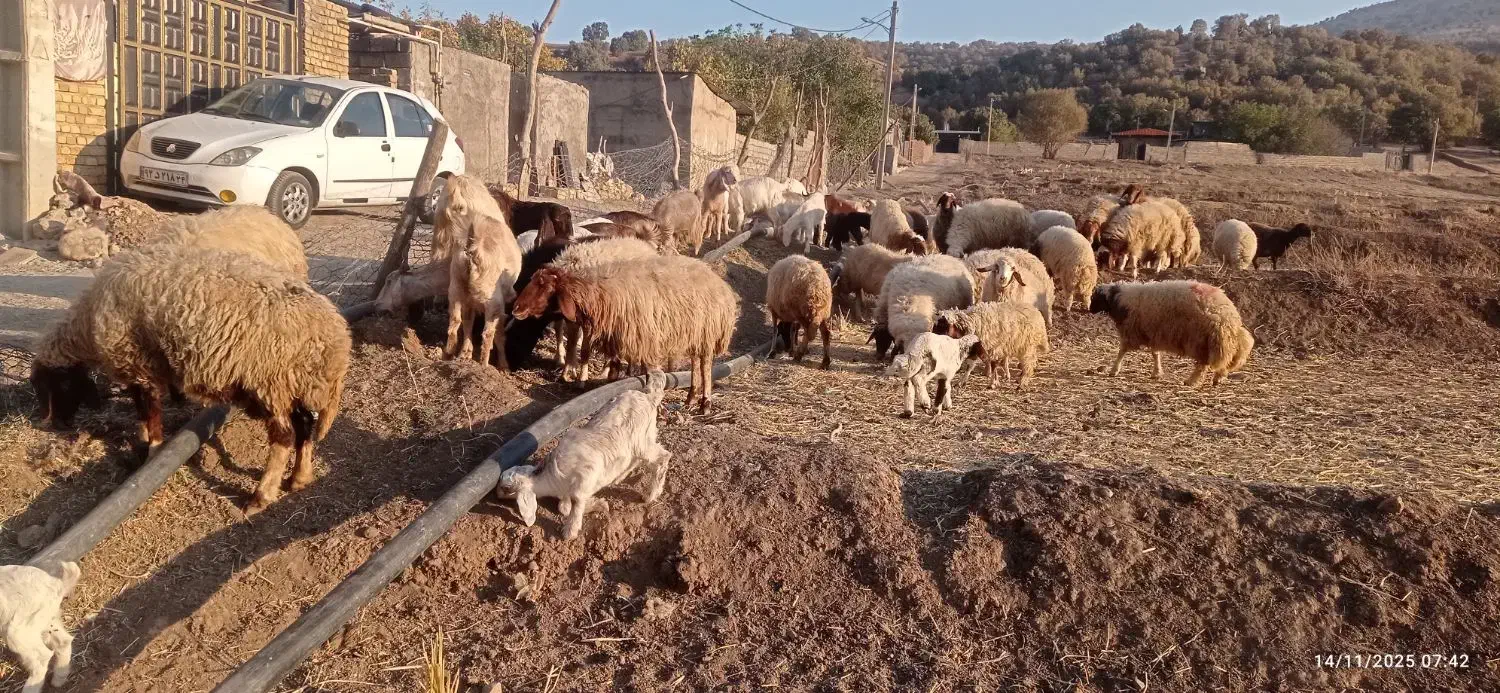 گوسفندداشتی|حیوانات مزرعه|الشتر, |دیوار