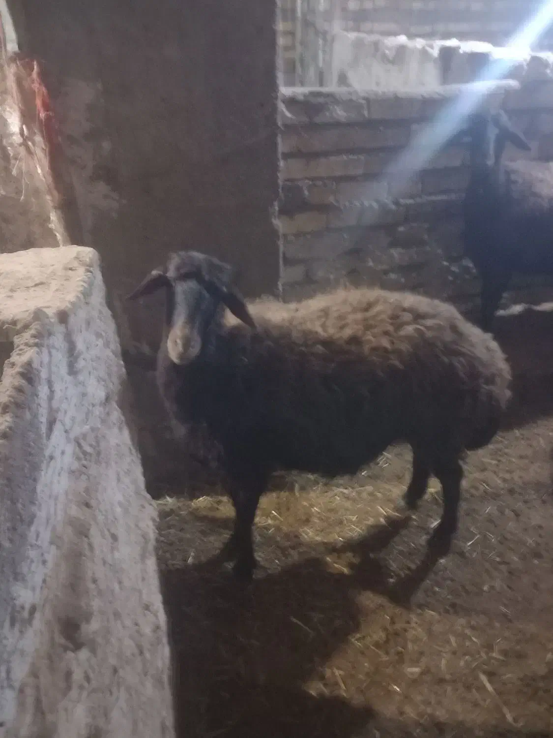 بره  شیشک|حیوانات مزرعه|زنجانرود, |دیوار