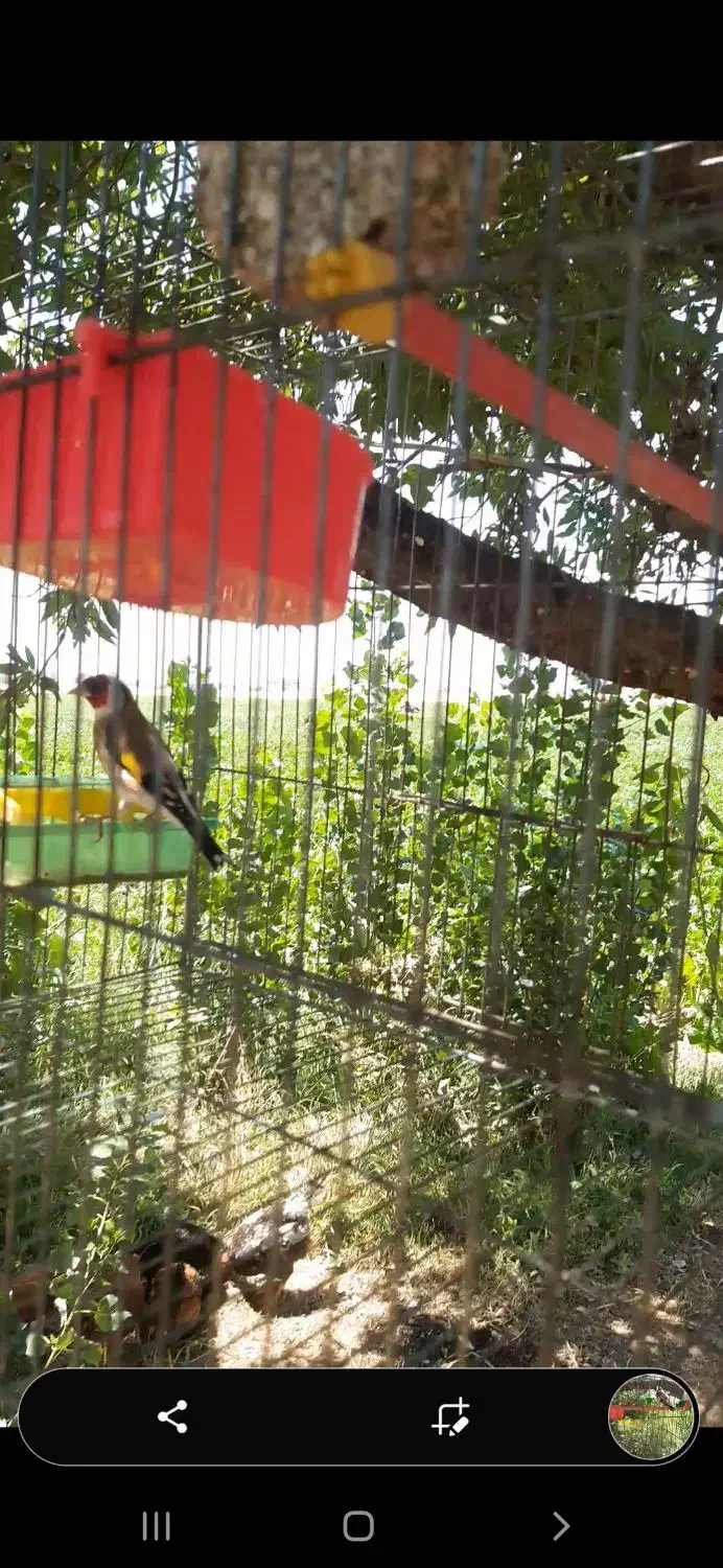 معاوضه سهره نوک سفید|پرنده|اسدآباد, |دیوار