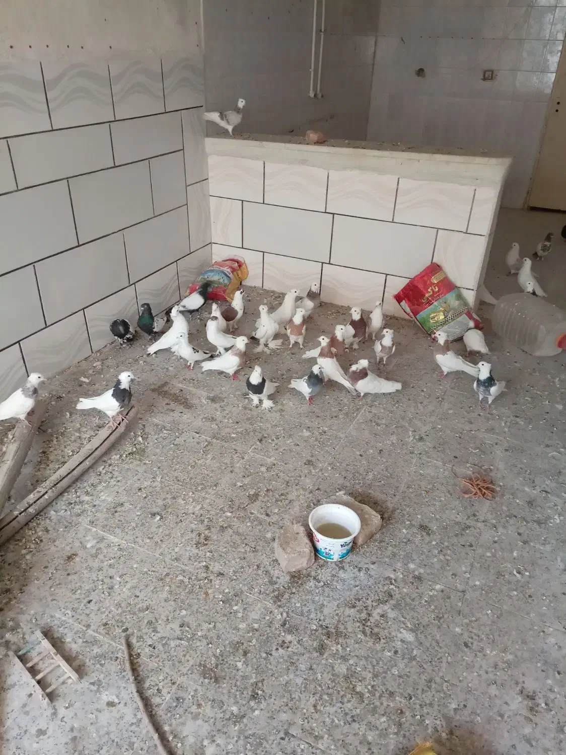 کبوتر طوقی.|پرنده|خمینیشهر, |دیوار