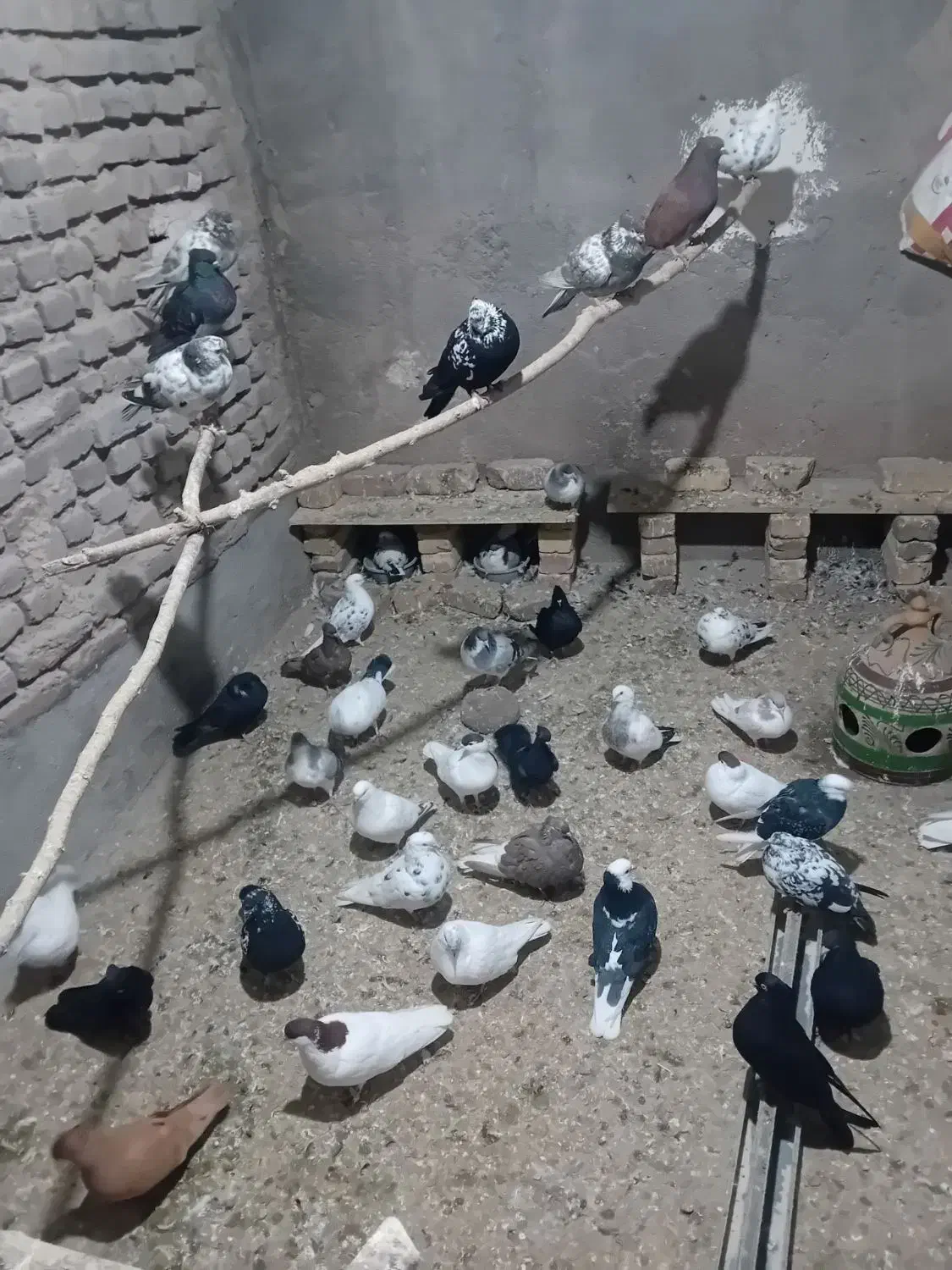 فروش کبوتر|پرنده|بوئین زهرا, |دیوار