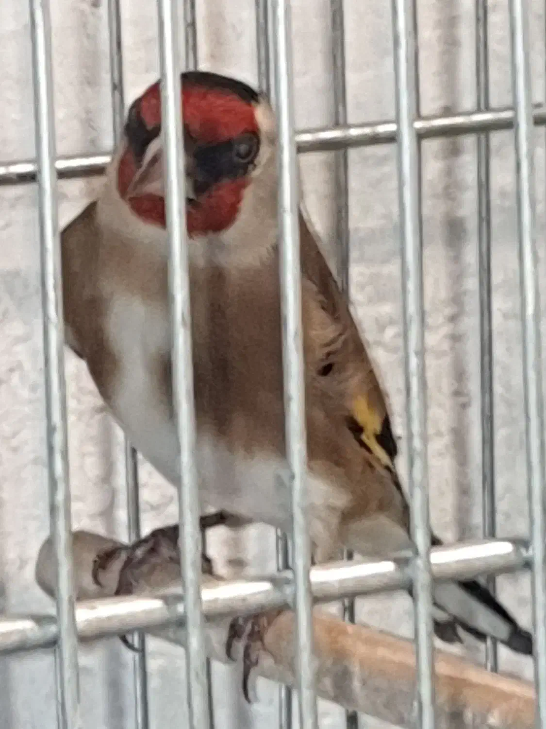 سهره نر|پرنده|ری, حمزه‌آباد|دیوار