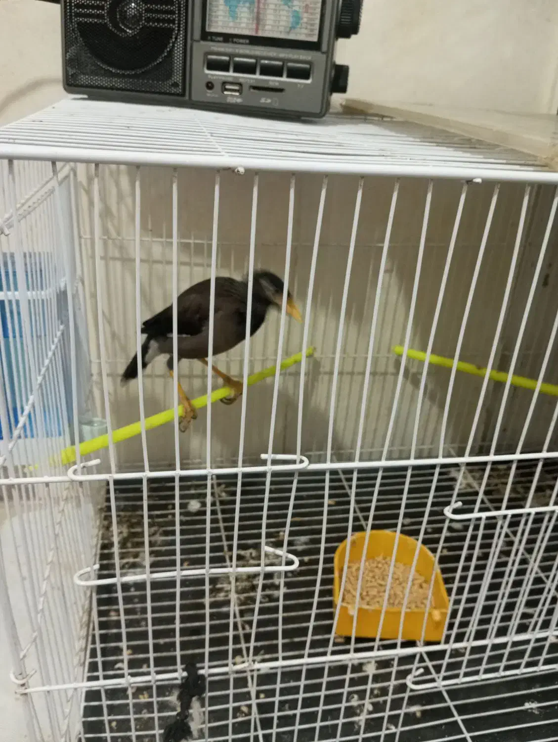 مرغ مینا اهلی|پرنده|زاهدان, |دیوار