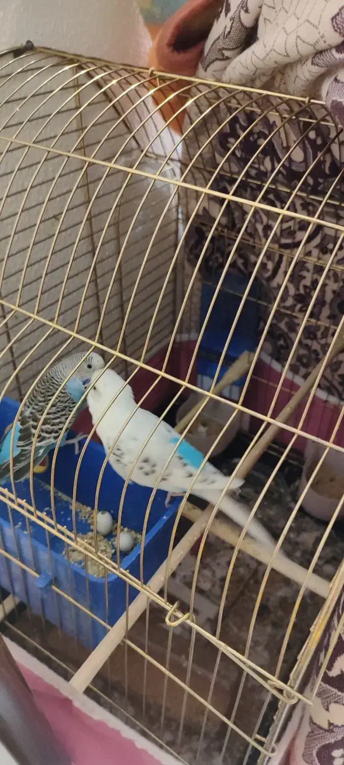 مرغ عشق جفت|پرنده|شاهین‌شهر, بانک استان|دیوار