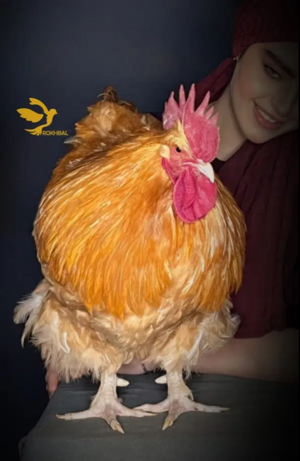 مرغ و خروس زینتی ارپینگتون اورپینگتون|حیوانات مزرعه|تهران, آرژانتین|دیوار