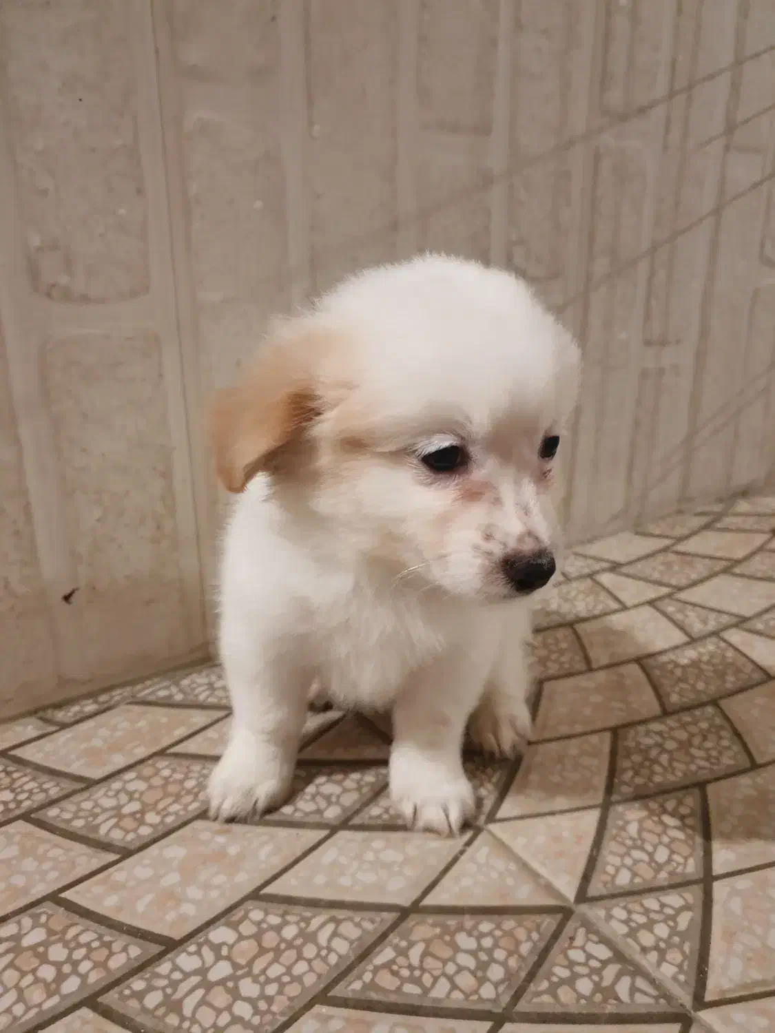 توله اشپیتز پامر|سگ|تنکابن, |دیوار