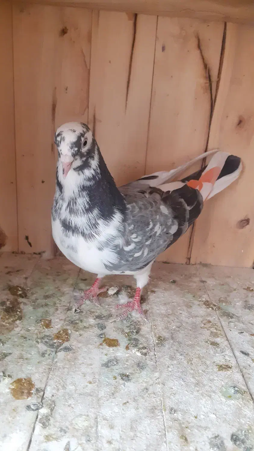 کفتر کبوتر پرشی|پرنده|قم, شهرک طالقانی|دیوار