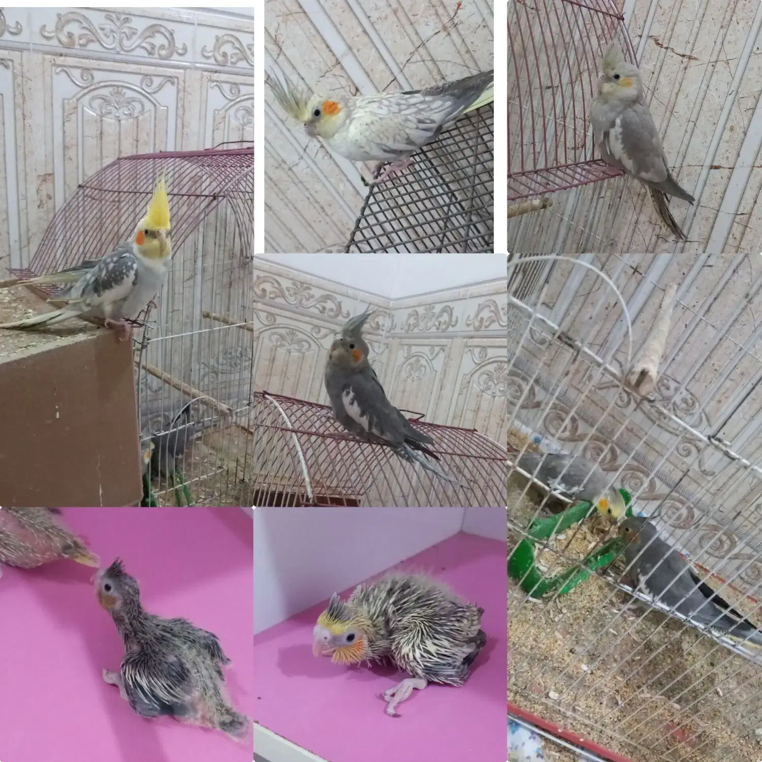 فروش جفت عروس هلندی مولد همراه با جوجه|پرنده|بافق, |دیوار