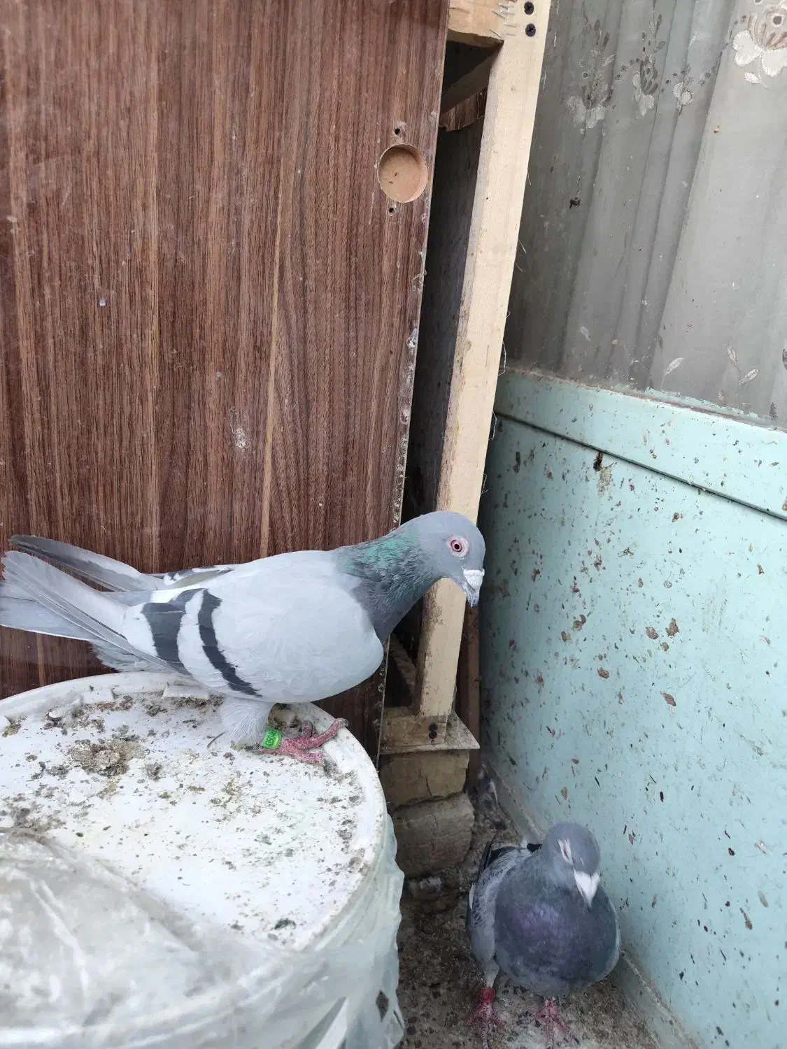 پلاکی|پرنده|فولادشهر, B7|دیوار