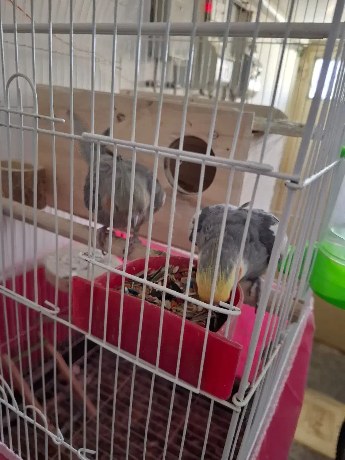 فروش تعدادی پرنده مرغ عشق عروس هلندی|پرنده|شهرضا, |دیوار