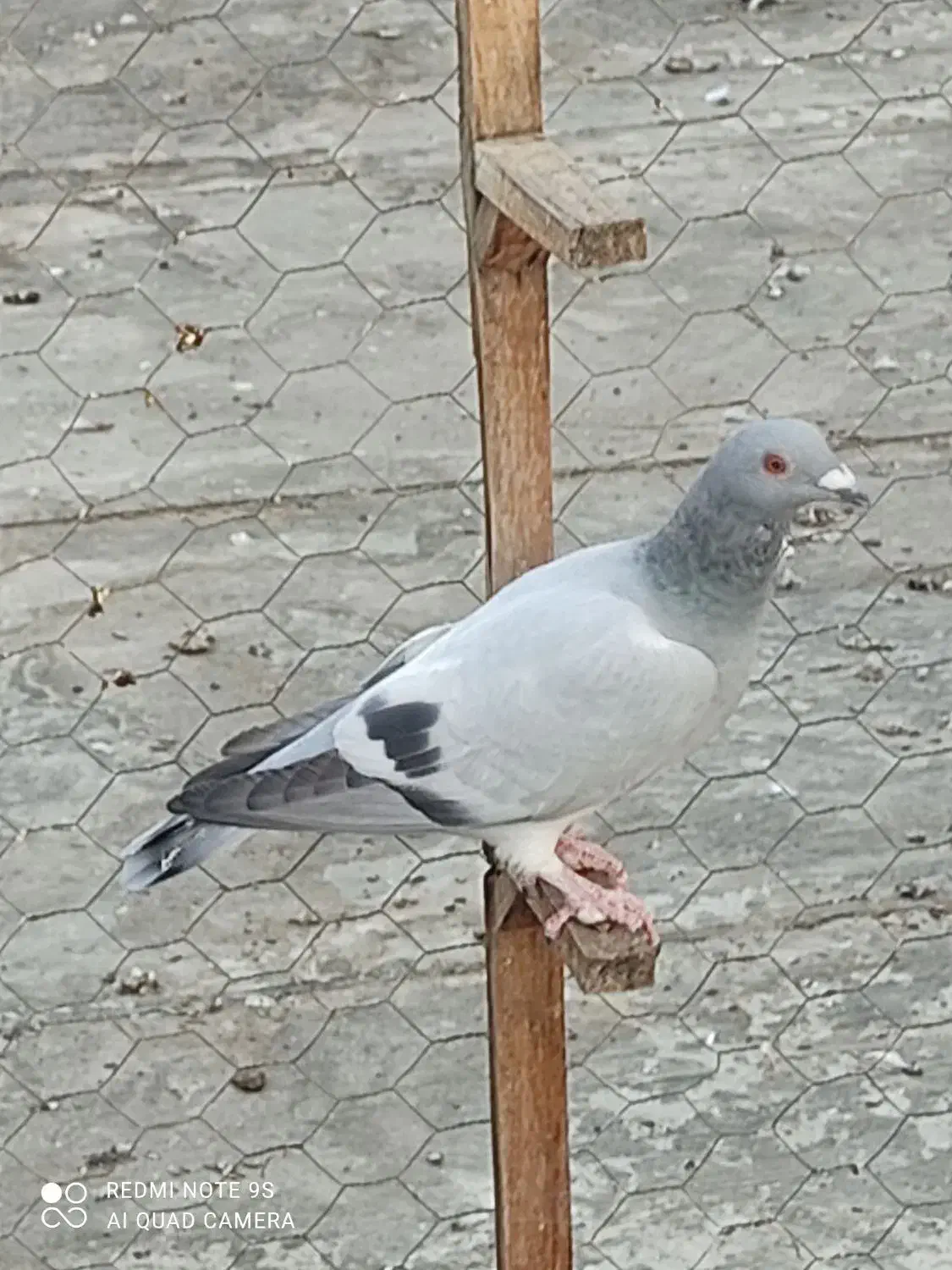 پرنده خوب|پرنده|برازجان, |دیوار