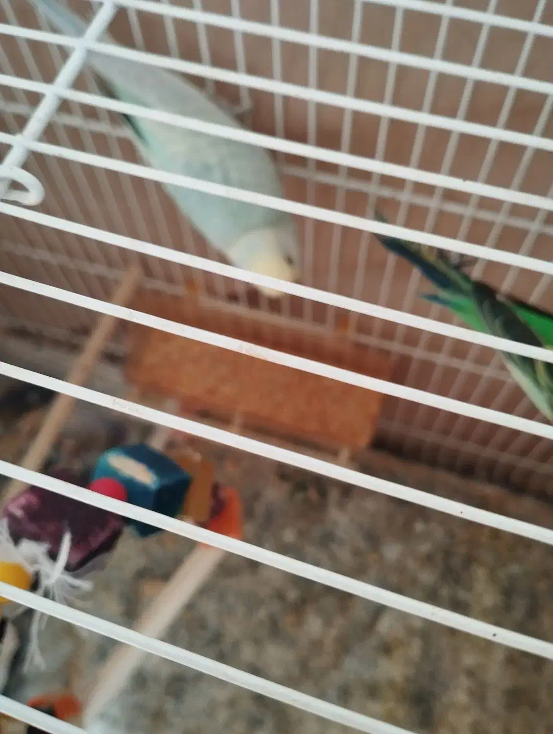 جفت مرغ عشق. اماده|پرنده|تربت جام, جامی|دیوار