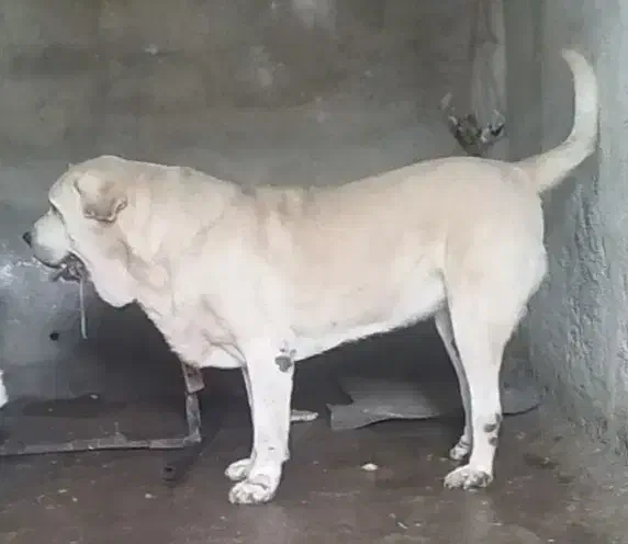 طالب پژدر یا سرابی|سگ|سرپل ذهاب, |دیوار