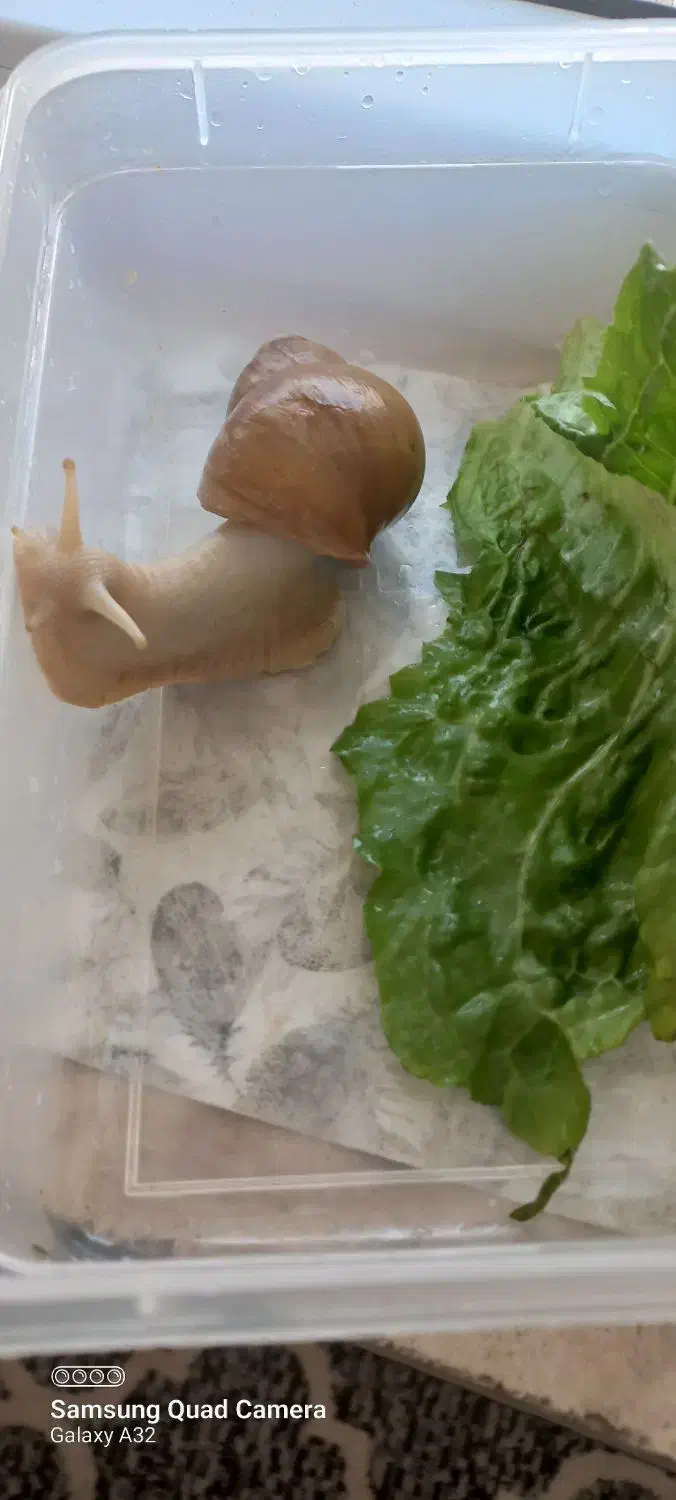 حلزون مولد بزرگ|خزنده|قم, پردیسان|دیوار