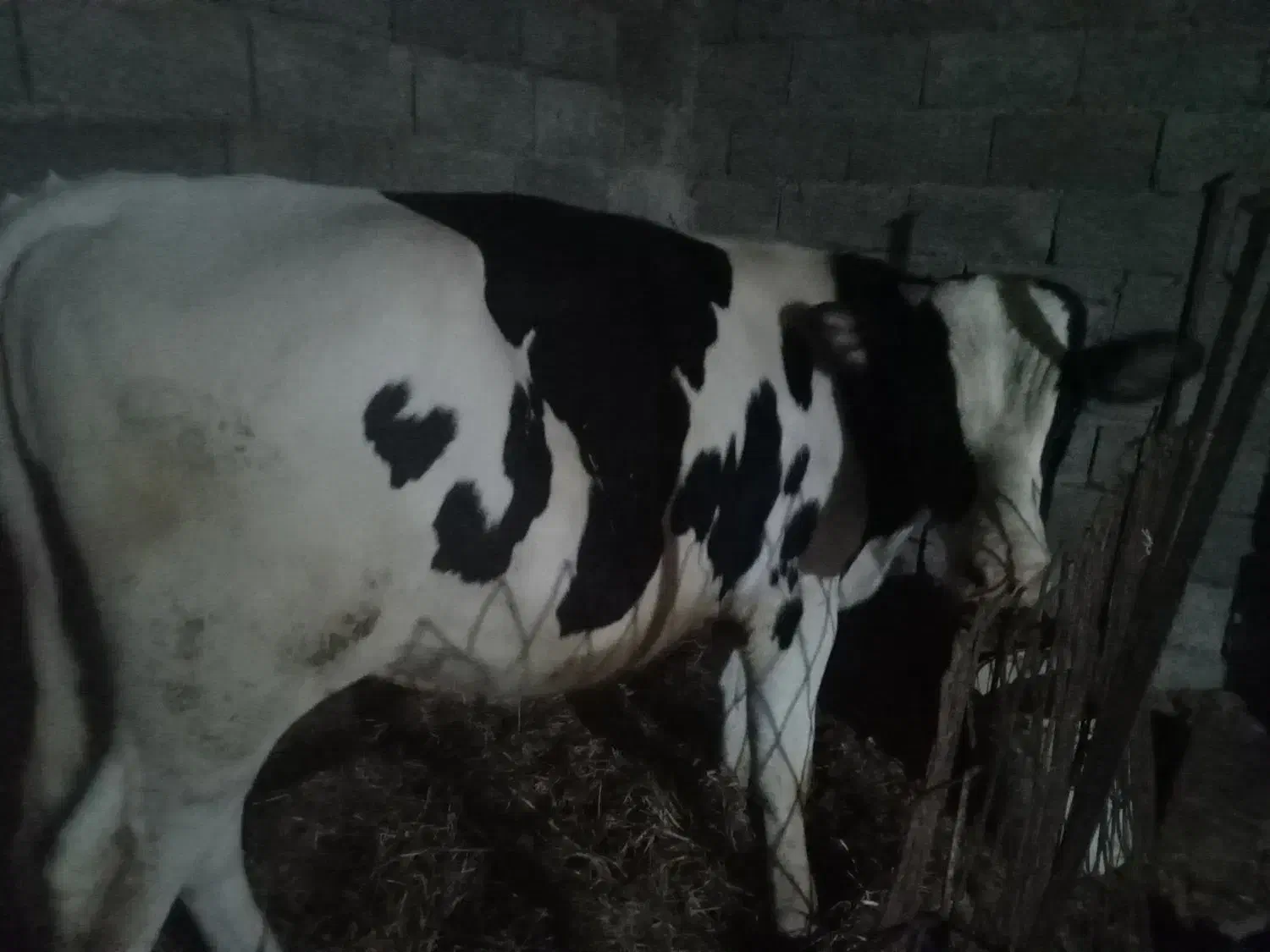 گوساله نر سیمینتال|حیوانات مزرعه|رودبنه, |دیوار