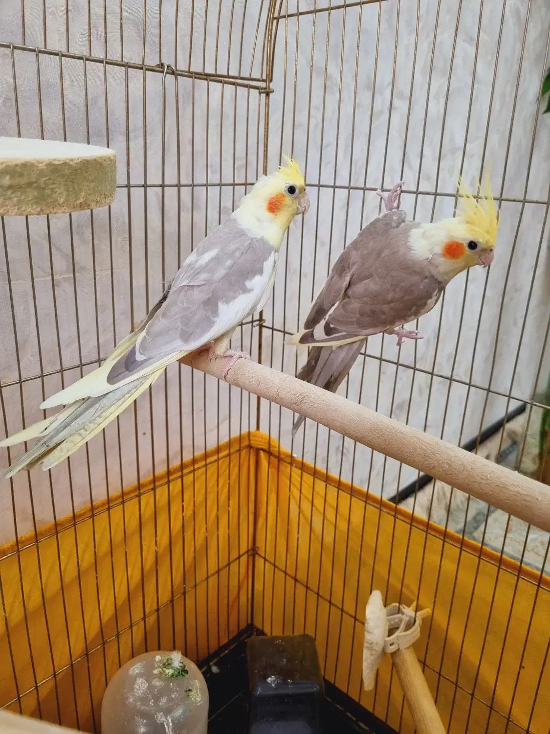 جفت عروس هلندی نرو ماده با قفسو لوازم|پرنده|قرچک, شهرک طلائیه|دیوار