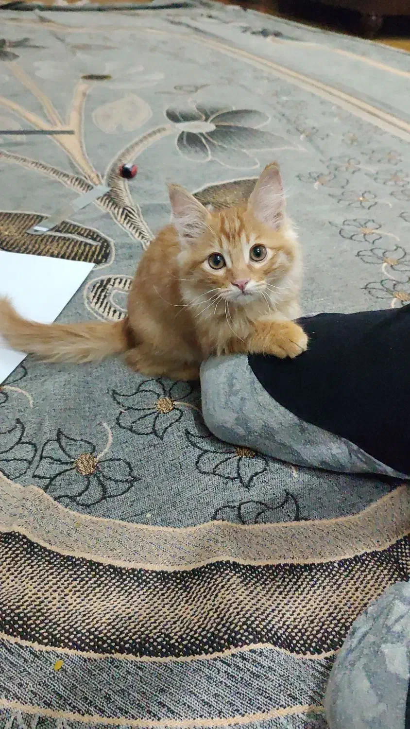 بچه گربه|گربه|یزد, |دیوار