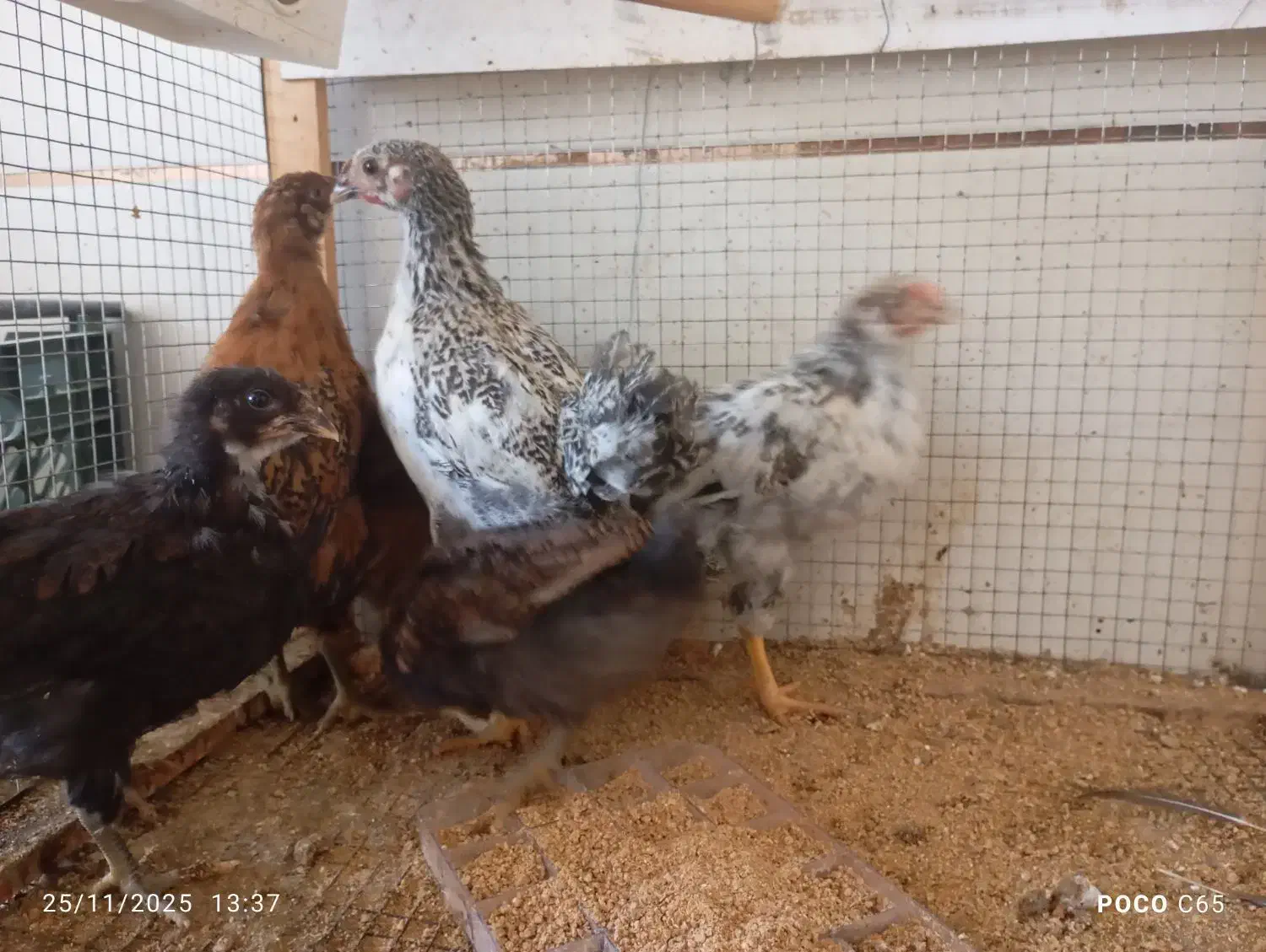 جوجه محلی|حیوانات مزرعه|طبس, |دیوار