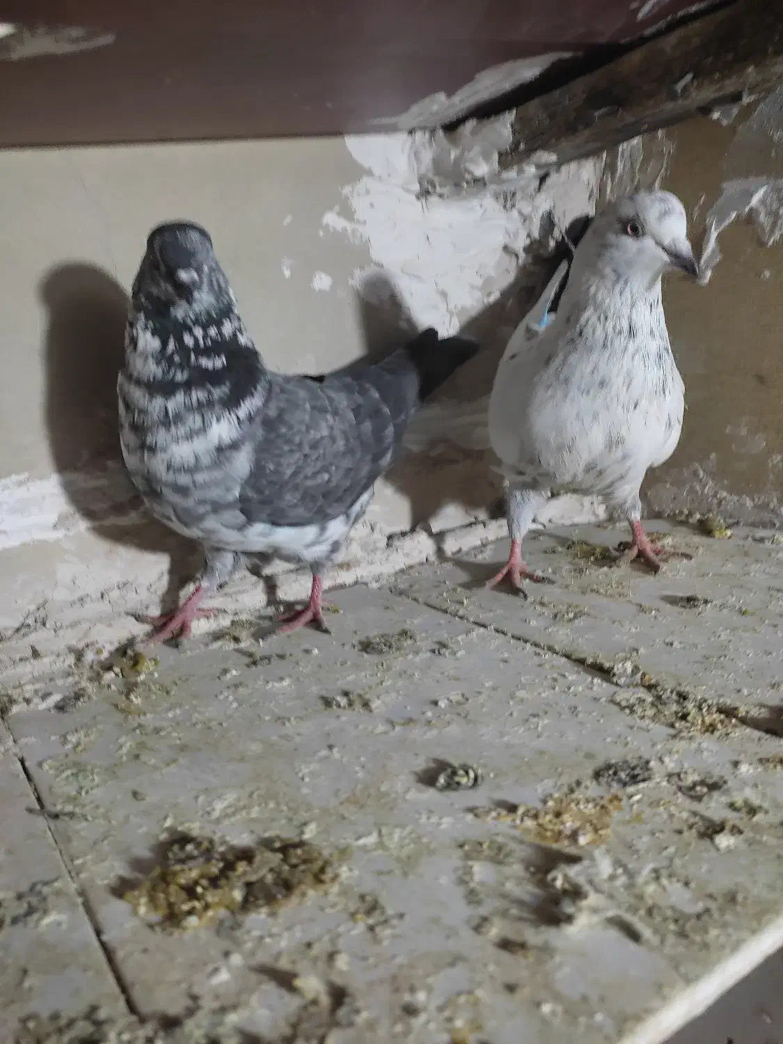 کفتر|پرنده|رباط‌کریم, رباط‌کریم|دیوار