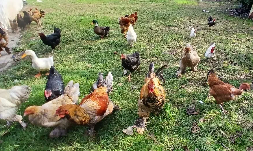 مرغ خروس جوجه اردک|حیوانات مزرعه|تالش, جوکندان|دیوار