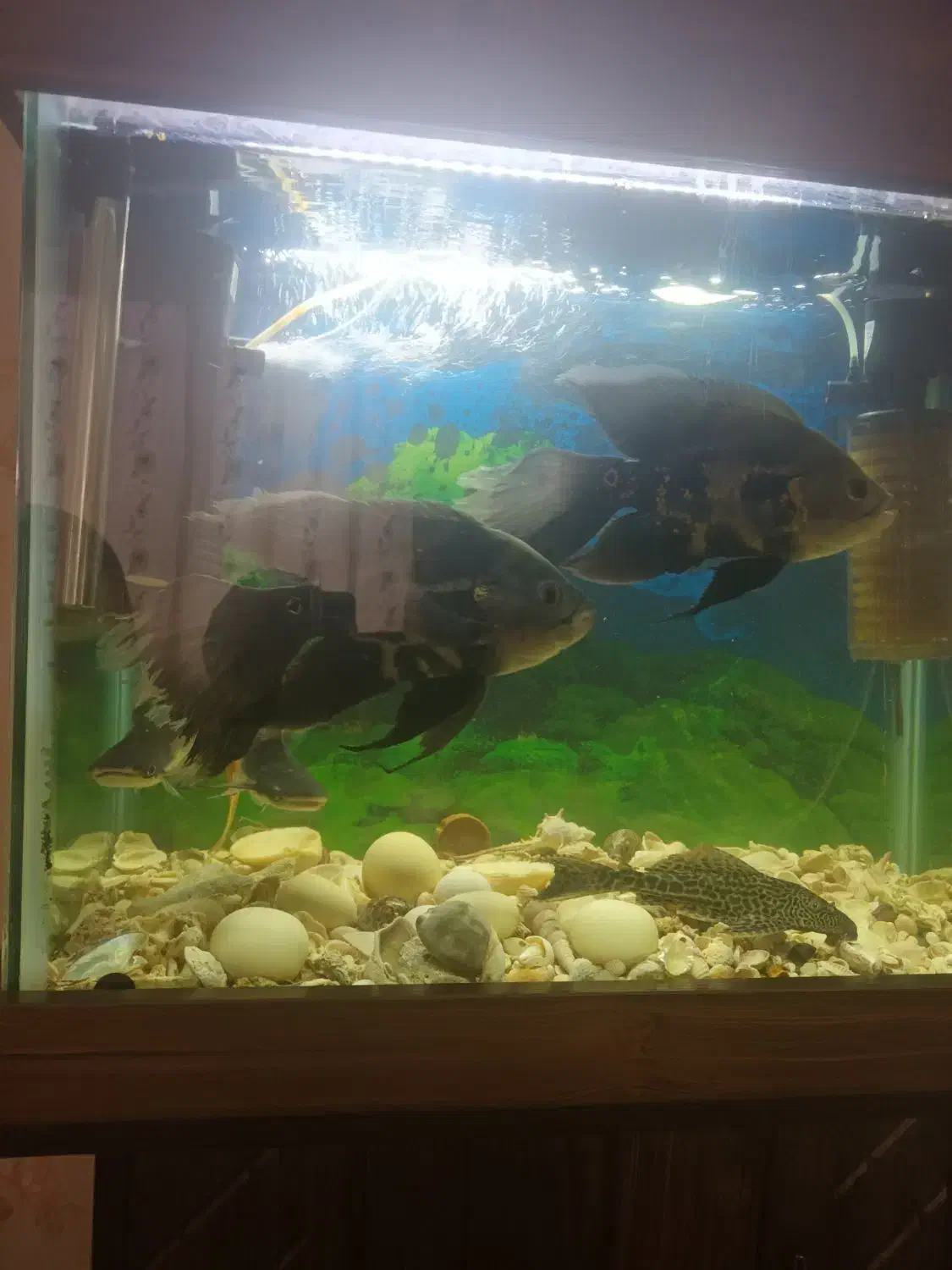 ماهی اسکار و پنگوسی لجنخوار معاوضه با سهره و قناری|ماهی|بومهن, |دیوار