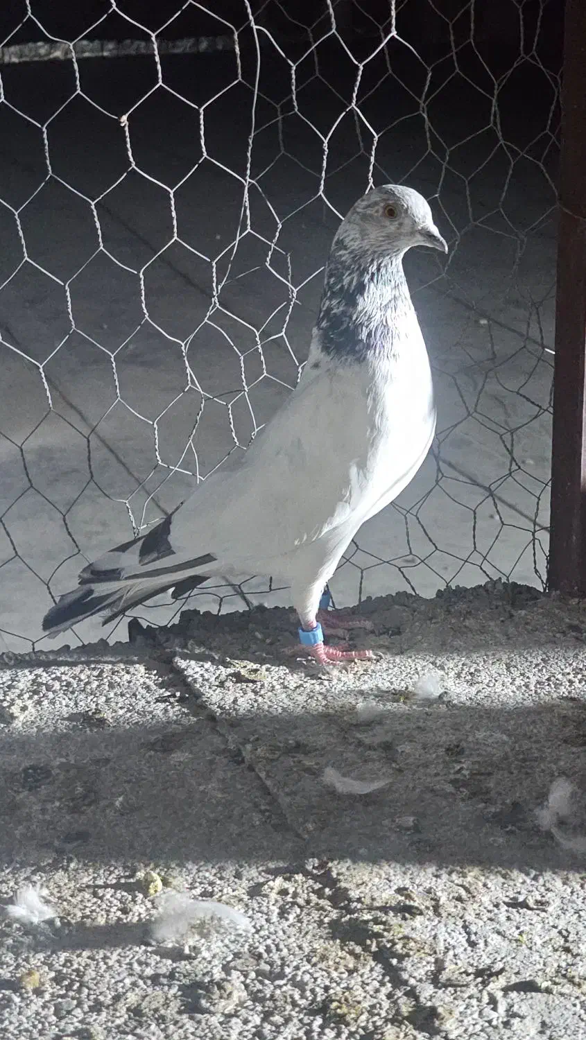 کبوتر گلدن|پرنده|ایرانشهر, |دیوار