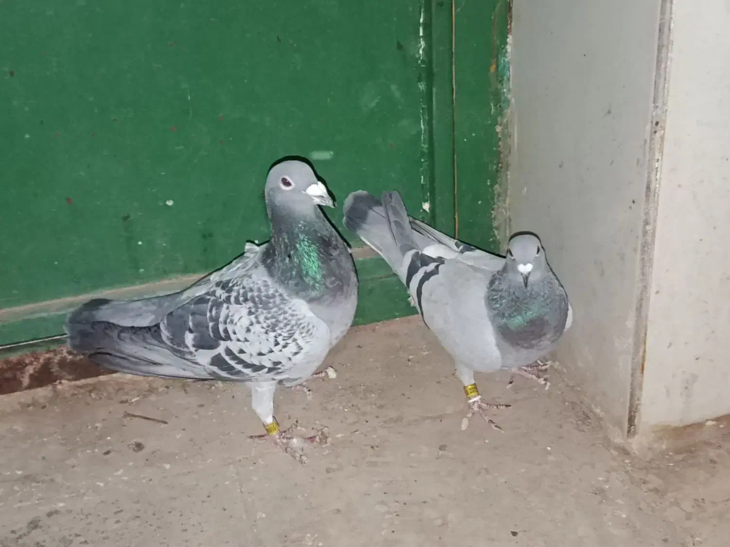 پلاکی|پرنده|نهبندان, |دیوار