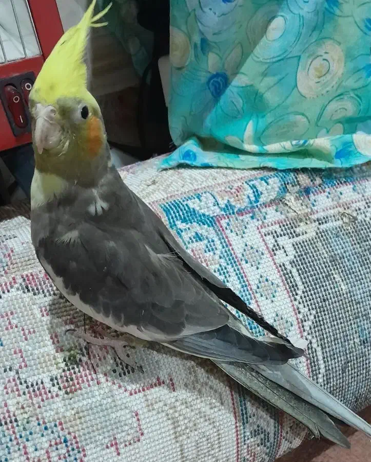 جزیره مینو|پرنده|خرمشهر, |دیوار