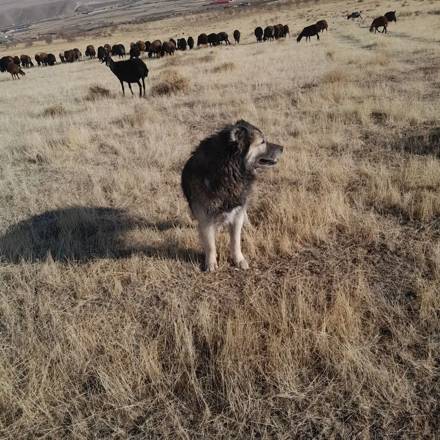 واگذاری سگ سرابی ۴ ساله|سگ|مرند, |دیوار