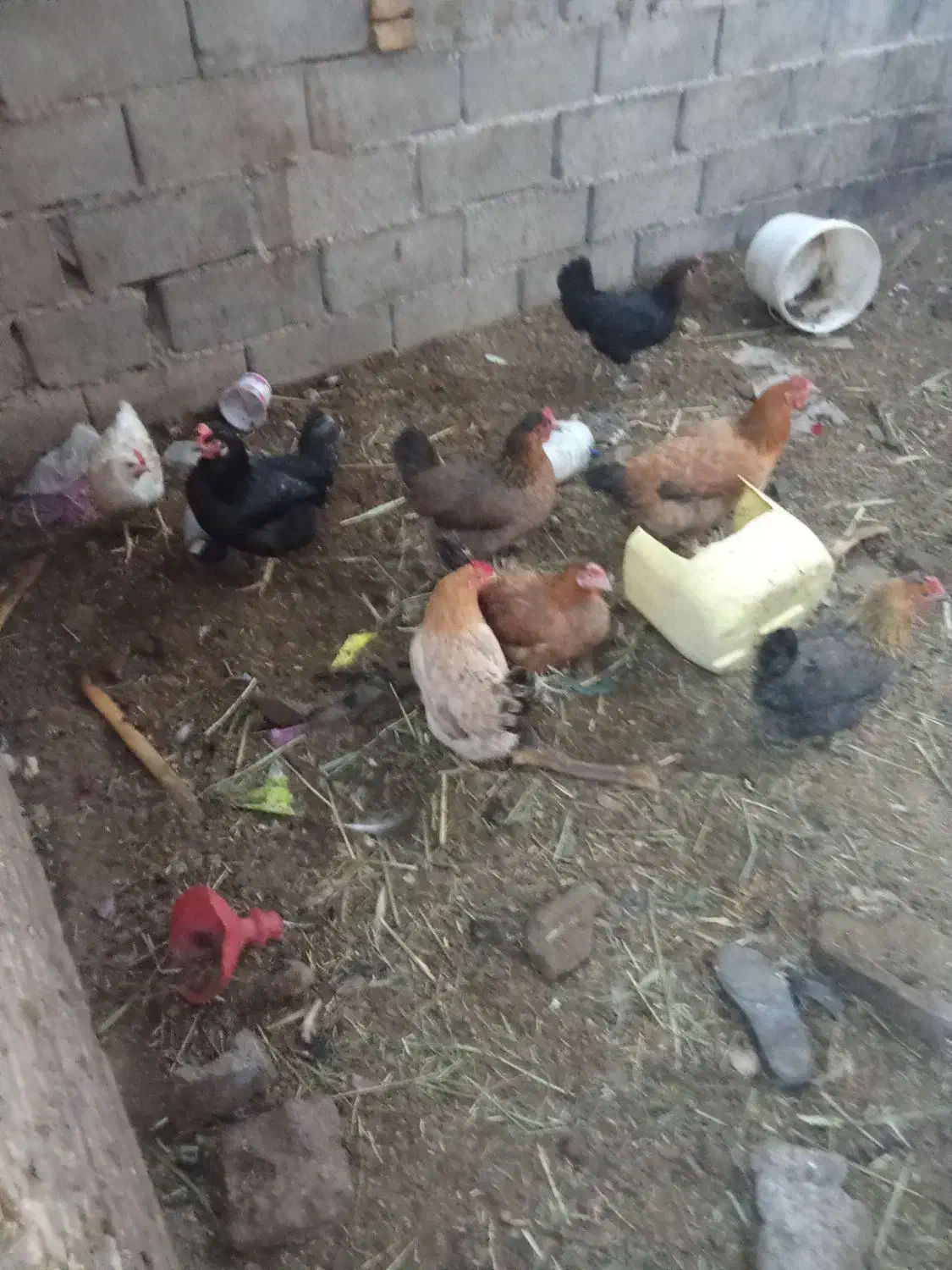 مرغ غرب|حیوانات مزرعه|آبادان, |دیوار