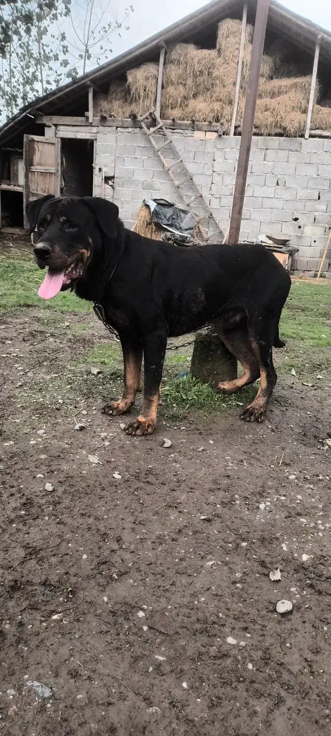 قیمت مناسب رتوایلر|سگ|سنگر, |دیوار