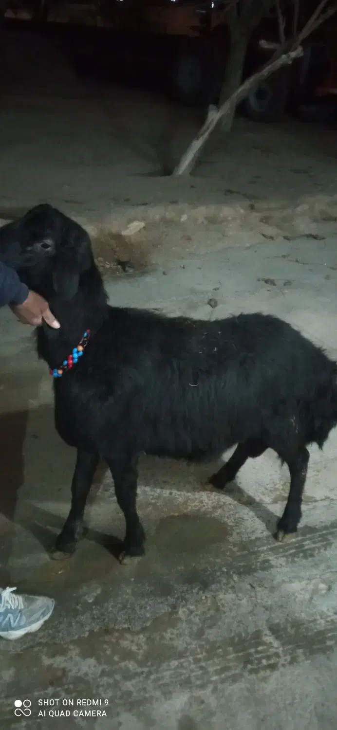 بره قوچ|حیوانات مزرعه|سجاس رود, |دیوار