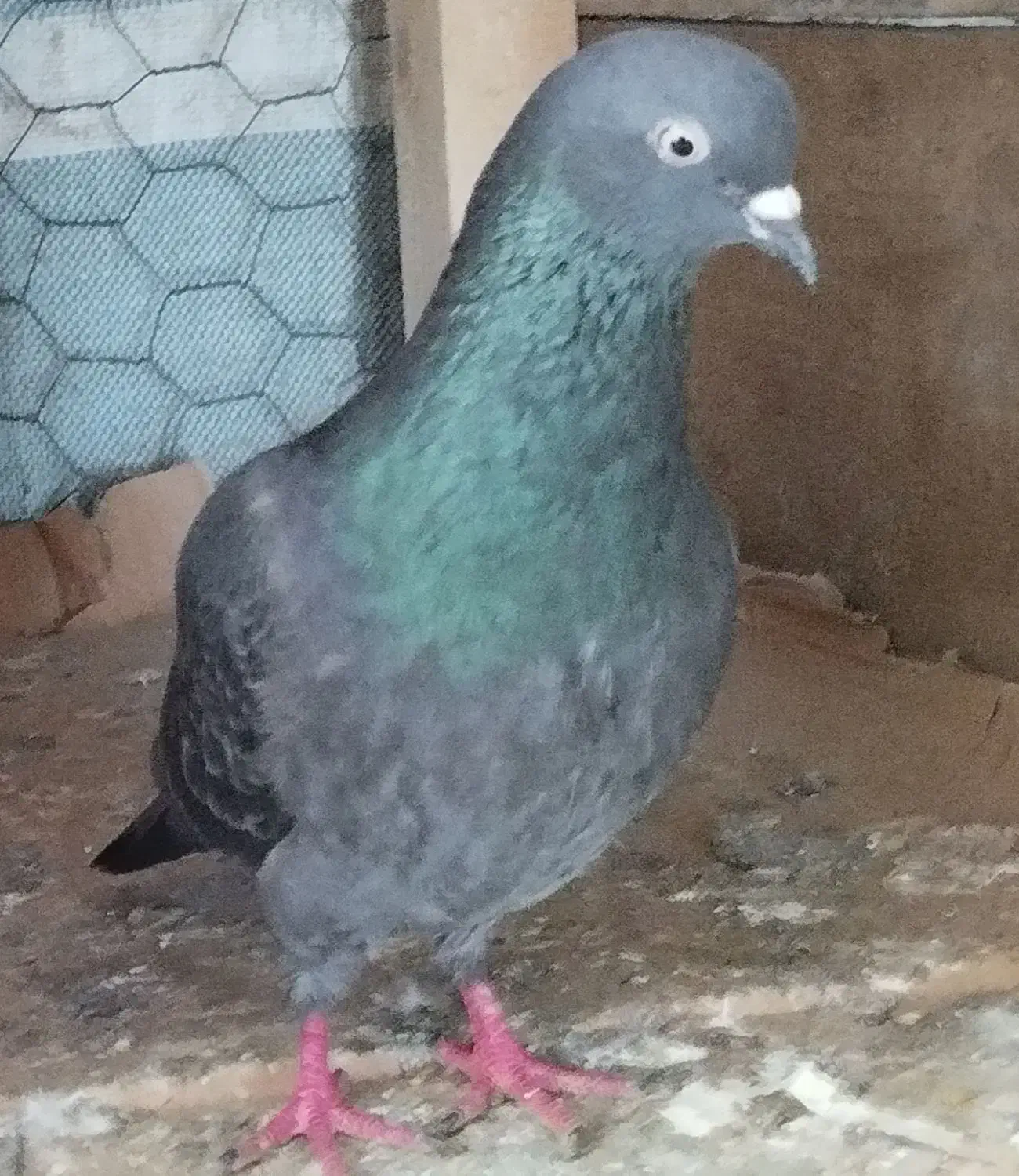 کبوتر بلند پرواز|پرنده|رودسر, |دیوار