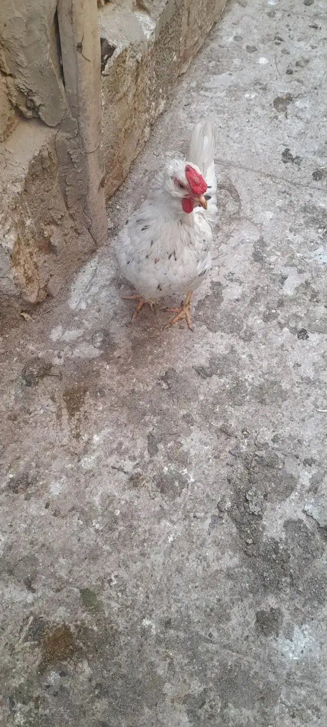 تخم مرغ گلین نطفه دار|حیوانات مزرعه|ری, ظهیرآباد|دیوار