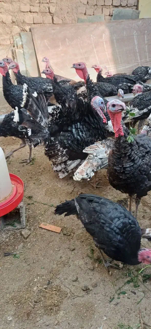 فروش تعدادی بوقلمون نر و ماده|حیوانات مزرعه|سمنان, |دیوار