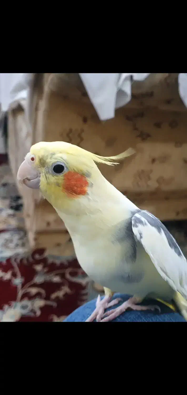 گم شده عروس هلندی|حیوانات|اهواز, کیانشهر|دیوار