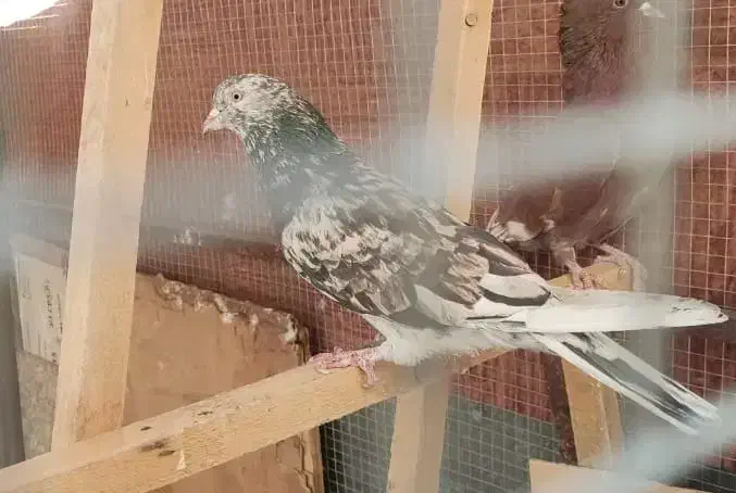 کبوترسورورانباری|پرنده|تهران, نازیآباد|دیوار