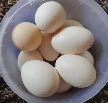 تخم مرغ محلی تازه|حیوانات مزرعه|کاکی, |دیوار