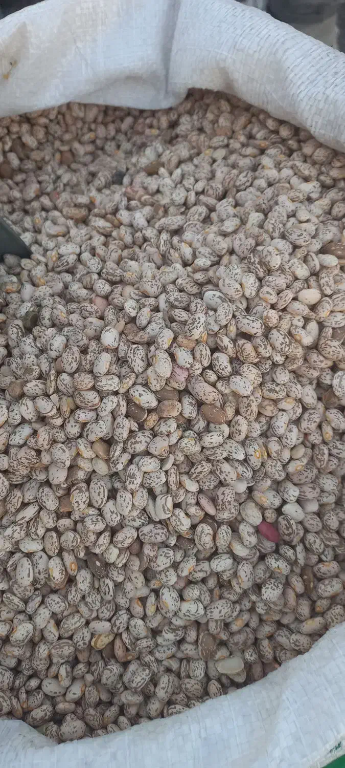 لوبیا چیتی|خوردنی و آشامیدنی|گلستان (تهران), |دیوار