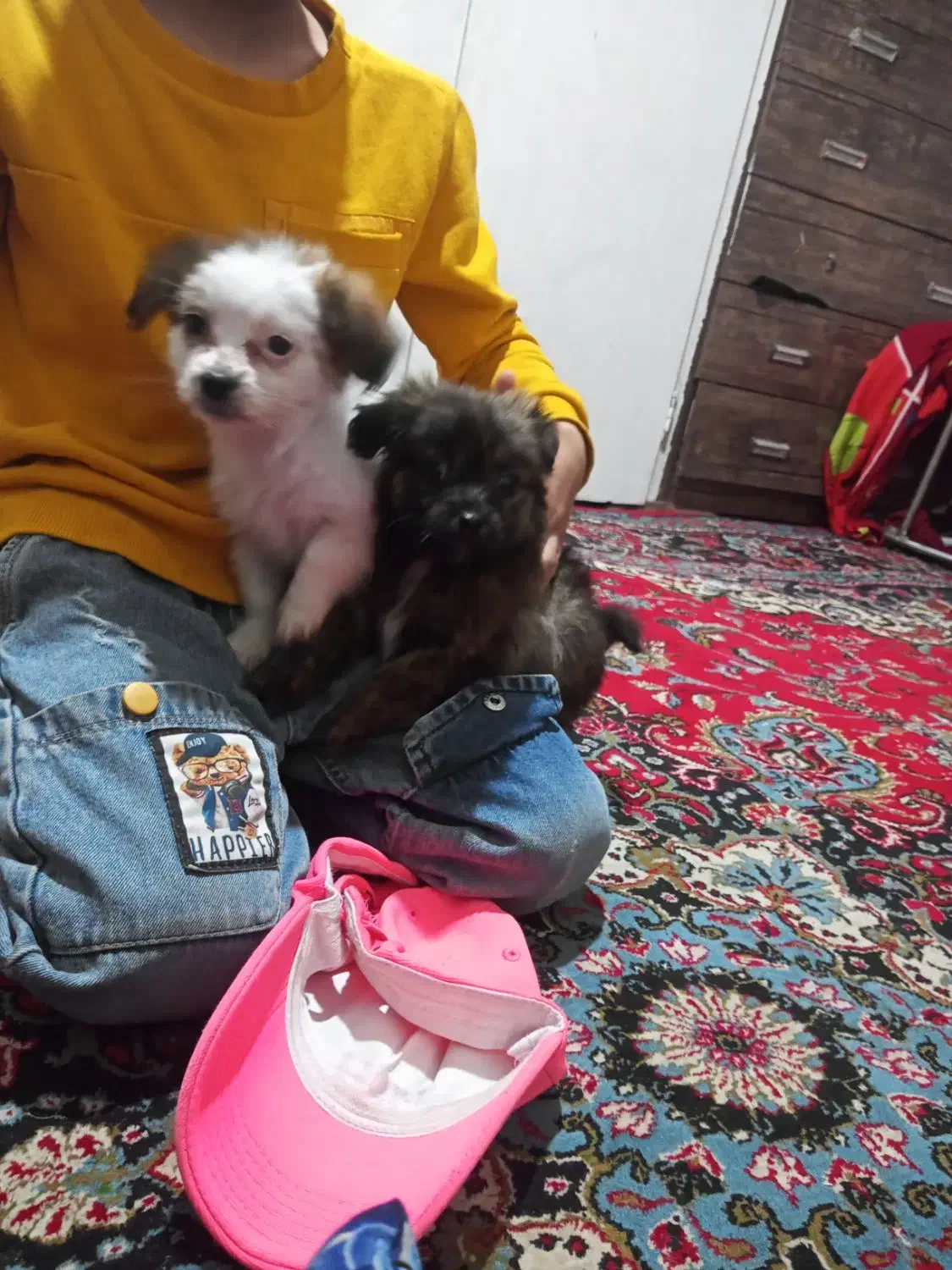 سگ ک|سگ|چهارباغ, |دیوار