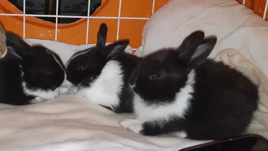 خرگوش|موش و خرگوش|بهارستان, |دیوار