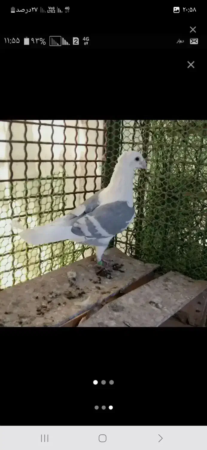 نرماده کویتی|پرنده|تربت‌حیدریه, بی بی حسنیه|دیوار