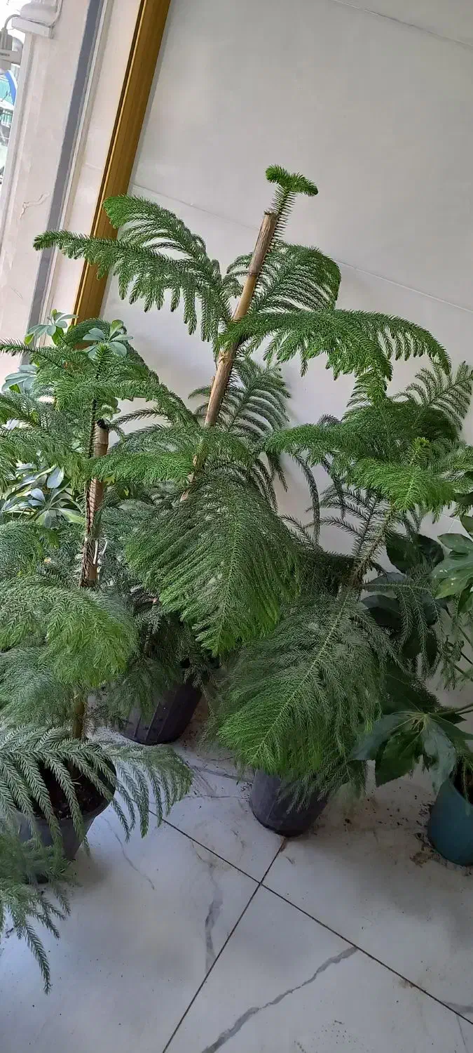 گیاه کاج مطبق|خدمات باغبانی و درختکاری|مراغه, |دیوار