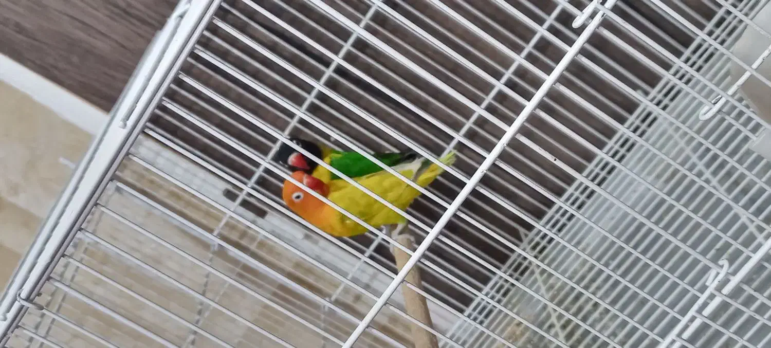 کوتوله برزیلی|پرنده|شیراز, میانرود|دیوار