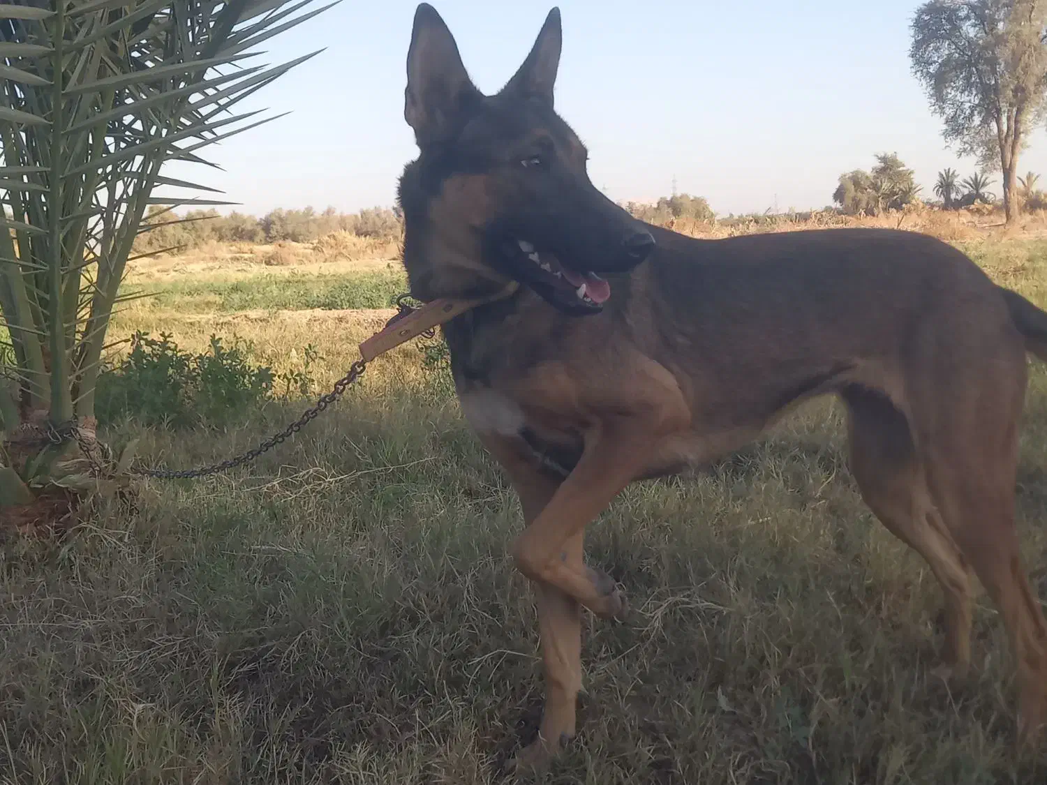 سگ مالینیوز|سگ|جیرفت, |دیوار