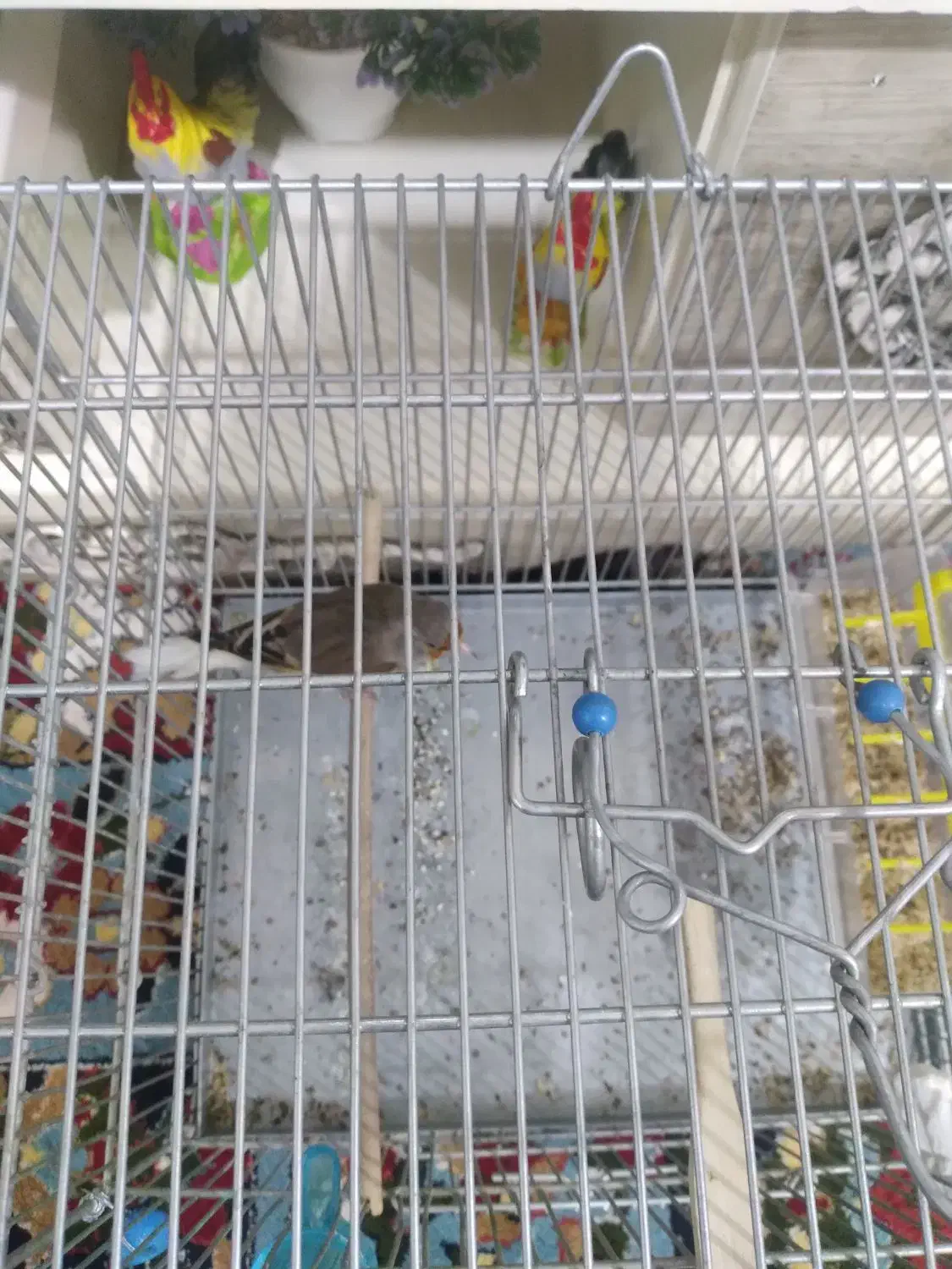 سهره قناری نر دهن دار و نشون دار دم سفید|پرنده|الیگودرز, |دیوار