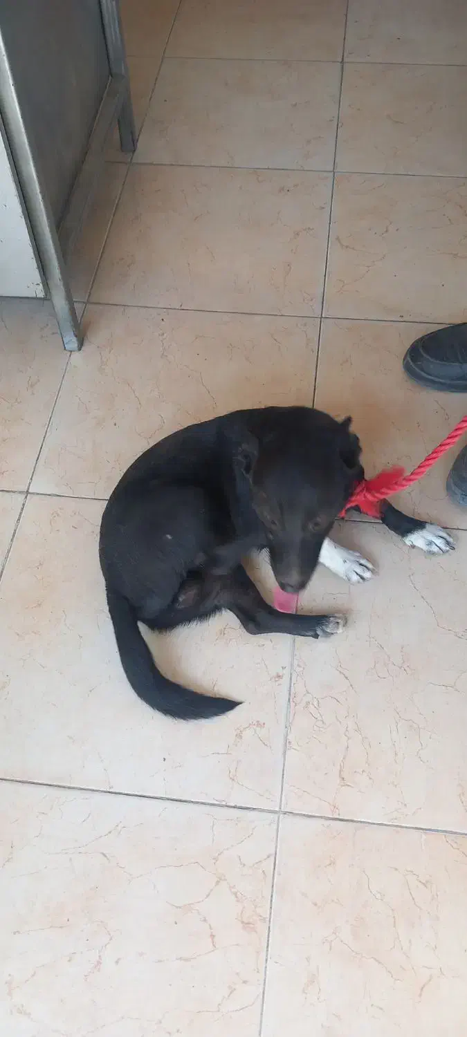 مجسمه سگ اشپیتزل پاکوتاه|سگ|هشتگرد, شهرک سهیلیه|دیوار