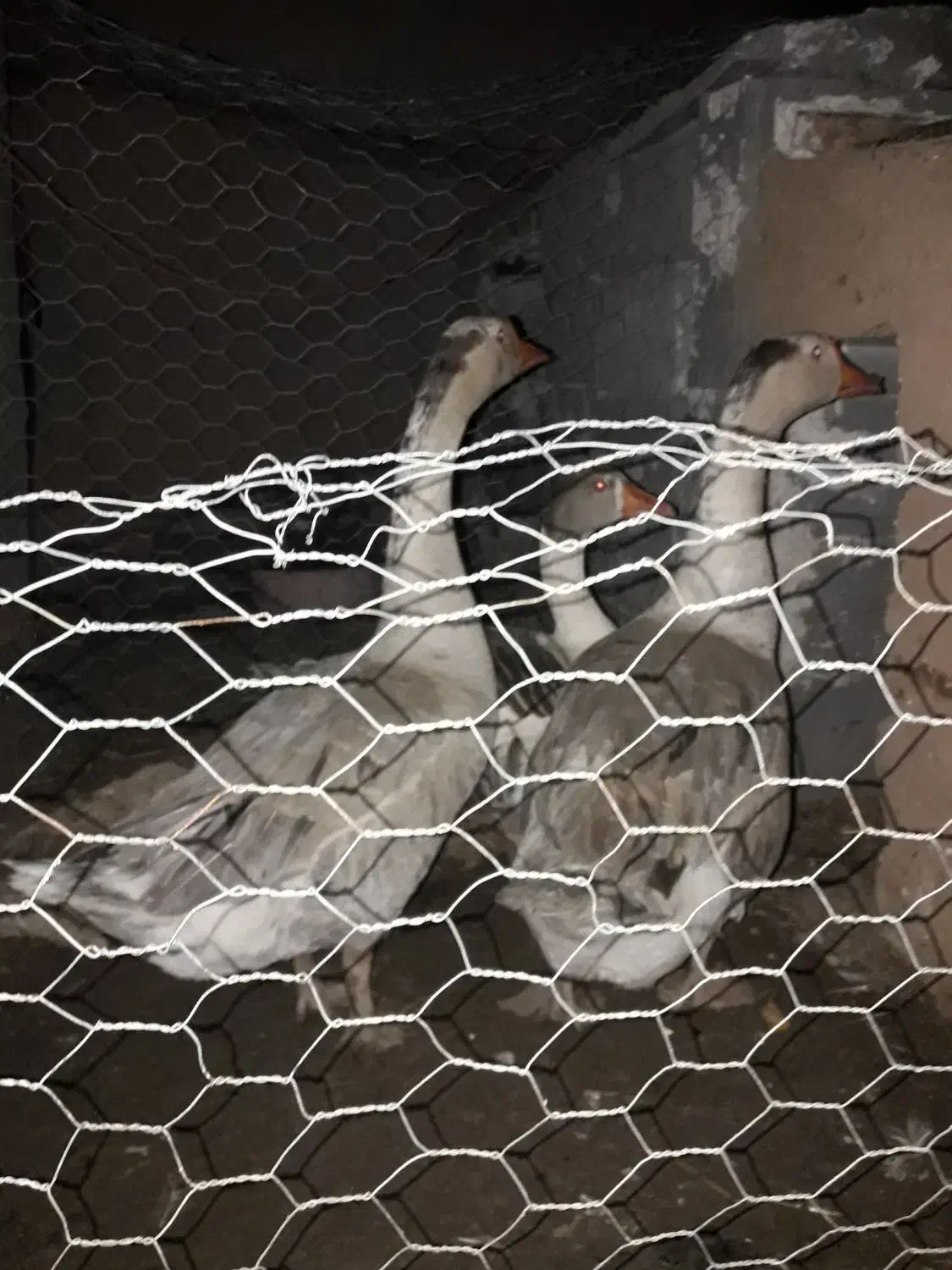 قو غاز نر|حیوانات مزرعه|تاکستان, |دیوار