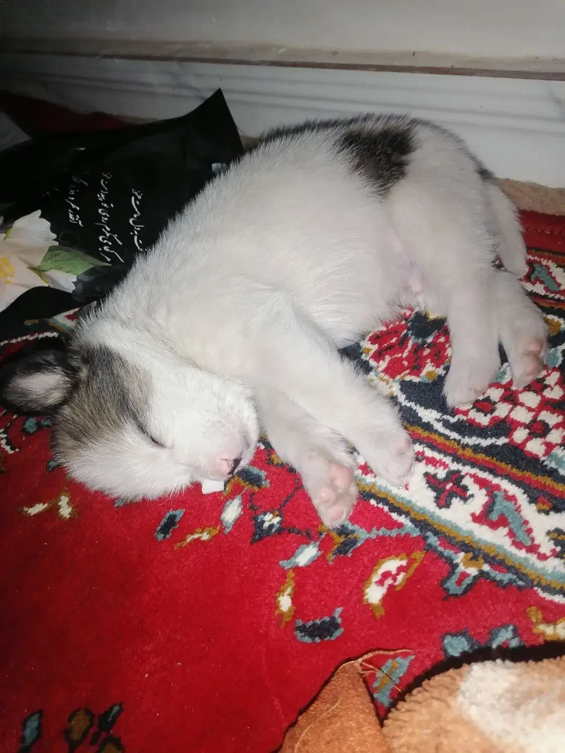 پامر اشپیتز نر|سگ|رشت, احمد گوراب|دیوار