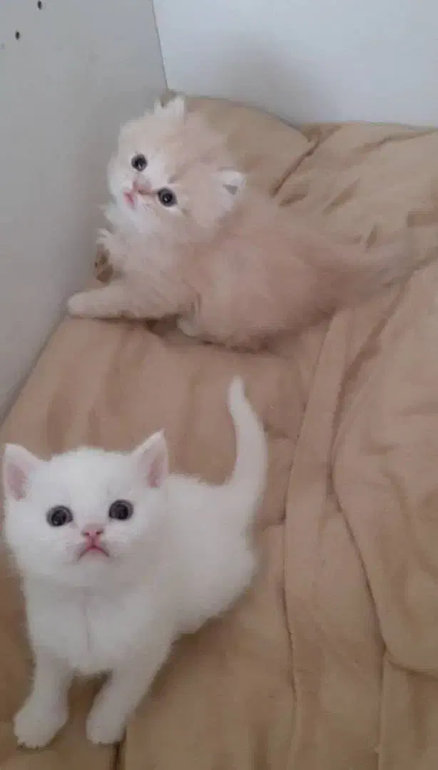 گربه کت|گربه|صدرا-فارس, فاز ۱|دیوار